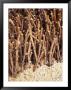 Young Pinot Noir Vines, Bodega Del Fin Del Mundo, The End Of The World by Per Karlsson Limited Edition Pricing Art Print