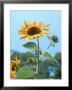 Large Sunflower, Wickford, Ri by Jim Schwabel Limited Edition Pricing Art Print