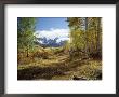 Trees In Wilderness In Fall With Mountain Range by Fogstock Llc Limited Edition Pricing Art Print