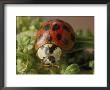 Close View Of A Ladybug by Darlyne A. Murawski Limited Edition Pricing Art Print