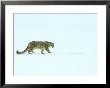 Snow Leopard In Winter by Daybreak Imagery Limited Edition Print