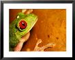 Red-Eyed Tree Frog, Close-Up Of Head And Front Feet, Costa Rica by Roy Toft Limited Edition Print