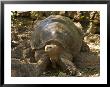 Lonesome George Last Surviver Of The Race Of The Galapagos Tortoise, Pinta Island, Galapagos by David M. Dennis Limited Edition Print