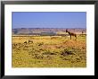 Topi Overlooking Landscape, Kenya by Joe Restuccia Iii Limited Edition Print