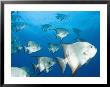 Atlantic Spadefish, Hol Chan Marine Park, Ambergris Caye, Barrier Reef, Belize by Stuart Westmoreland Limited Edition Print