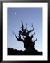 Moon And Ancient Bristlecone Pine Tree Silhouette, White Mountains, California, Usa by Dennis Kirkland Limited Edition Print