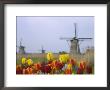 Windmills And Tulips Along The Canal In Kinderdijk, Netherlands by Keren Su Limited Edition Print