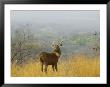 Sambar Deer In Ranthambore National Park, Rajasthan, India by Keren Su Limited Edition Print