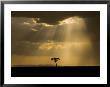 Mystical Sunset On Camp In The Maasai Mara, Kenya by Joe Restuccia Iii Limited Edition Print