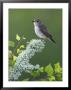 Spotted Flycatcher, Adult Perching, Scotland by Mark Hamblin Limited Edition Print