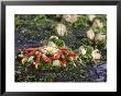 Sally Lightfoot Crabs, Feeding In Tidal Pool, Galapagos by Mark Jones Limited Edition Print