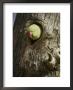 A Rose-Ringed Parakeet Pokes Its Head Out Of A Hole In A Tree Trunk by Jason Edwards Limited Edition Print