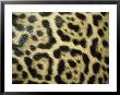 Close View Of Jaguar Fur Markings by Jason Edwards Limited Edition Print