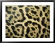 Close View Of Jaguar Fur Markings by Jason Edwards Limited Edition Pricing Art Print