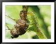 A Eupithecia Caterpillar Snags A Fruit Fly For Lunch by Darlyne A. Murawski Limited Edition Print