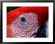 Scarlet Macaw (Ara Macao), Tambopata-Candamo National Park, Madre De Dios, Peru by Alfredo Maiquez Limited Edition Print