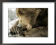 Alaskan Brown Bear, Close-Up Of Bear Eating Salmon, Alaska by Roy Toft Limited Edition Print