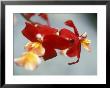 Burrageara (Stefan Isler), Orchid, Close-Up Of Red Flower by Ruth Brown Limited Edition Pricing Art Print
