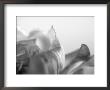 Petal Closeup Iv by Nicole Katano Limited Edition Pricing Art Print
