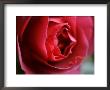 Dramatic Rose by Nicole Katano Limited Edition Pricing Art Print