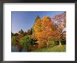 Acer Trees In Autumn, Sheffield Park, Sussex, England, United Kingdom by Michael Busselle Limited Edition Print
