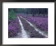 Landes Forest, Aquitaine, France by Michael Busselle Limited Edition Print