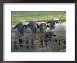 Black Faced Sheep Looking Through Gate On The Cotswold Way, Stanway Village, The Cotswolds, England by David Hughes Limited Edition Print