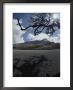 A View Of A Snow-Capped Mountain And Sunlight Through Tree Branches by Raul Touzon Limited Edition Print