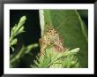 A Grasshopper Perched On A Plant by Darlyne A. Murawski Limited Edition Print