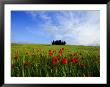 Poppies In A Wheatfield And Cypresses by Raul Touzon Limited Edition Print