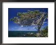 Divi Divi Tree, Cudarebe Point, Aruba, West Indies, Dutch Caribbean, Central America by Sergio Pitamitz Limited Edition Pricing Art Print