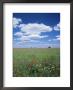 Field Of Wild Flowers, Guadalajara, Castilla-La Mancha, Spain by Ruth Tomlinson Limited Edition Pricing Art Print