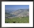 Vineyards Near Pinhao, Douro Region, Portugal by R H Productions Limited Edition Print