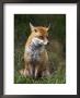 Red Fox, Vulpes Vulpes, Captive, United Kingdom by Steve & Ann Toon Limited Edition Print