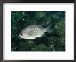 Black Perch, California by Wayne Brown Limited Edition Print