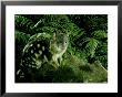 Spotted-Tailed Quoll, Queensland, Australia by Lloyd Nielsen Limited Edition Print