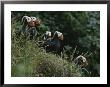 A Group Of Tufted Puffins On A Grassy Hillside by George F. Mobley Limited Edition Print