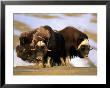Muskoxen Square Off In A Defensive Cluster by Paul Nicklen Limited Edition Print