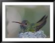 Detail Of Buff-Bellied Hummingbird Sitting On Nest Atop Cactus Plant, Raymondville, Texas, Usa by Arthur Morris Limited Edition Print