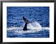 Humpback Whale, Lobtailing, Calif by Gerard Soury Limited Edition Print