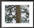 A Mountain Lion Lies On The Branch Of A Pine by Dr. Maurice G. Hornocker Limited Edition Print