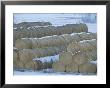 A Dusting Of Snow Lightly Blankets Stacks Of Hay Bales by Tom Murphy Limited Edition Print