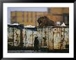 Grizzly Bear And Her Cub Scavenge From A Dumpster by Joel Sartore Limited Edition Print