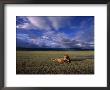 A Pair Of African Lions Resting On A Savanna Under A Cloud-Filled Sky by David Pluth Limited Edition Print