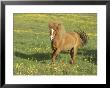 Icelandic Horse Running Across Meadow, Iceland by Mark Hamblin Limited Edition Print