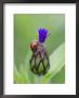Seven Spot Ladybird On Flower Bud Of Cornflower, Scotland by Mark Hamblin Limited Edition Print