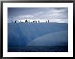 Adelie Penguins, Antarctica by Ernest Manewal Limited Edition Print