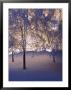 Snowy Light Trees, Anchorage, Alaska by Mike Robinson Limited Edition Pricing Art Print