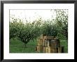 Apple Orchard, Apple Collecting In Wooden Boxes by Michele Lamontagne Limited Edition Print