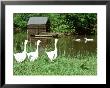 Three White Geese Ornaments In Long Grass Near Pond, Mallard Ducks In Background by Georgia Glynn-Smith Limited Edition Print